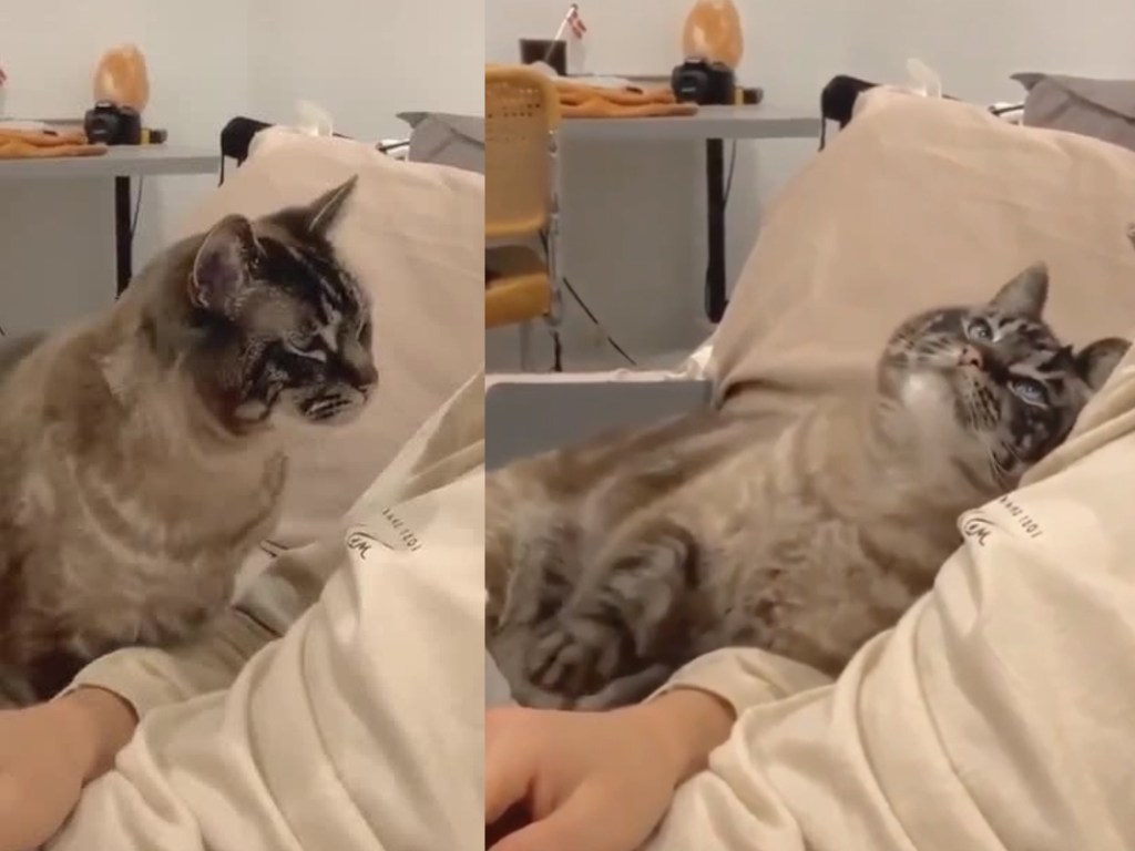 Любвеобильная кошка очаровала пользователей Сети (ФОТО, ВИДЕО)