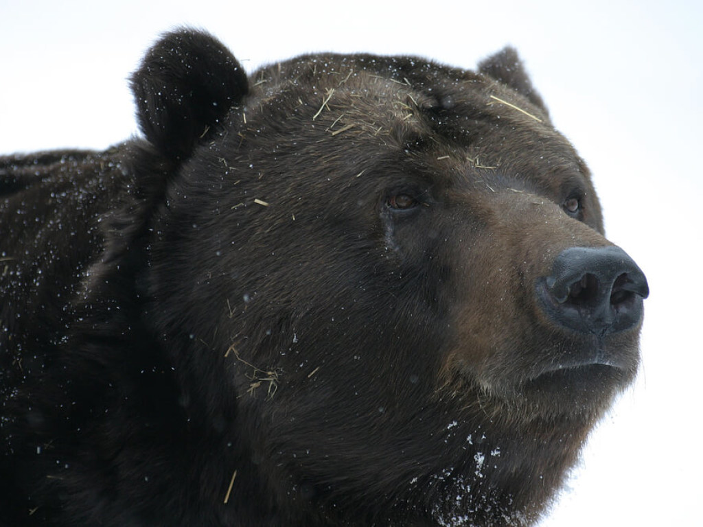 Большой черный медведь поднял на уши жителей квартала в Калифорнии (ВИДЕО)