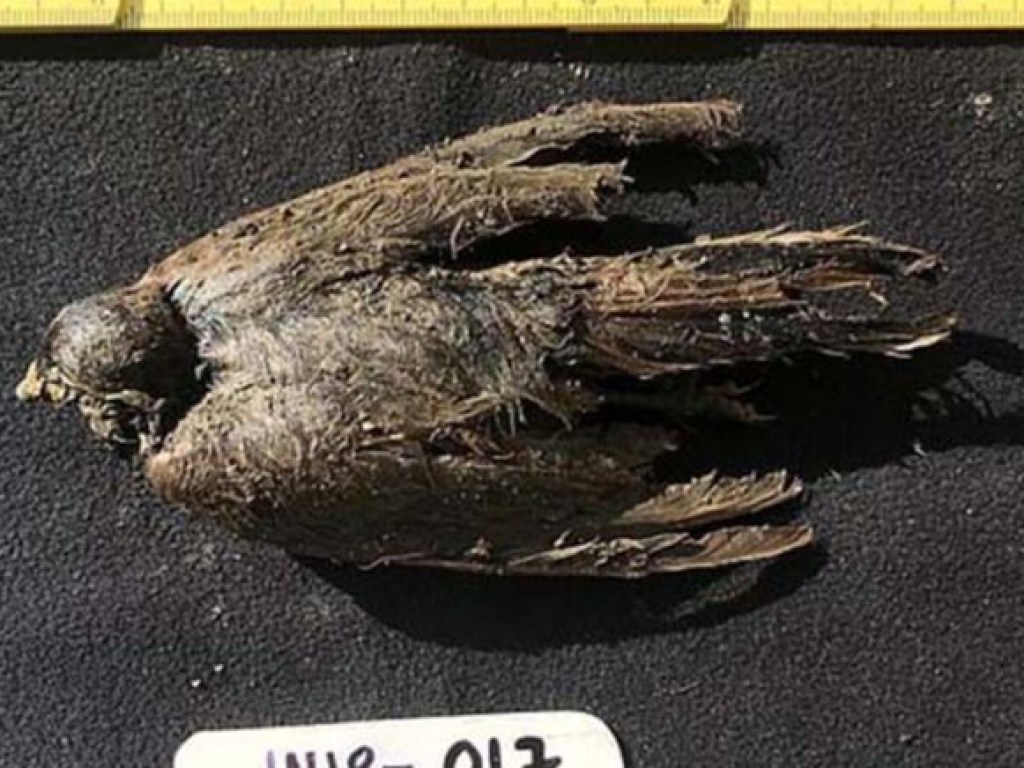 В Сибири нашли останки птицы возрастом 46 тысяч лет (ФОТО)