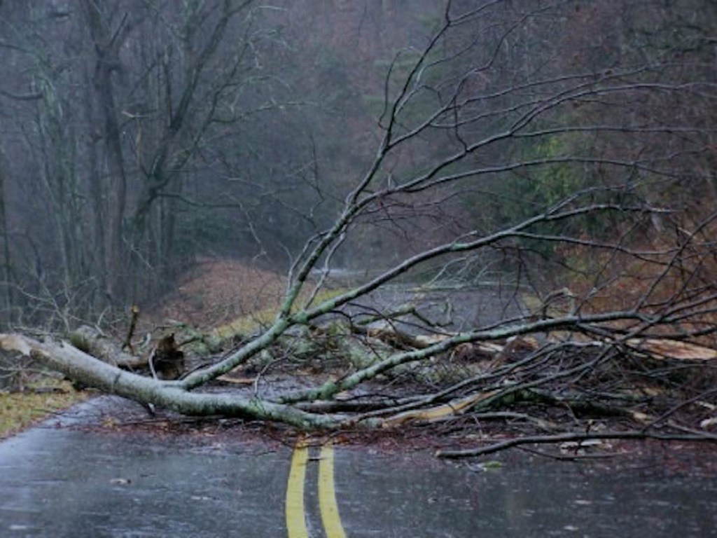 В Ивано-Франковской области ветром свалило дерево перед автобусом: одного пассажира госпитализировали (ФОТО)