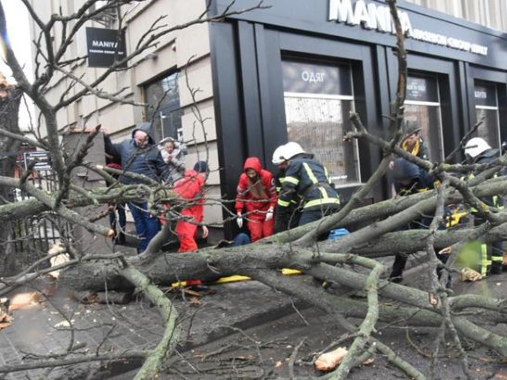 В Кропивницком из-за рухнувшего дерева пострадала женщина (ФОТО)