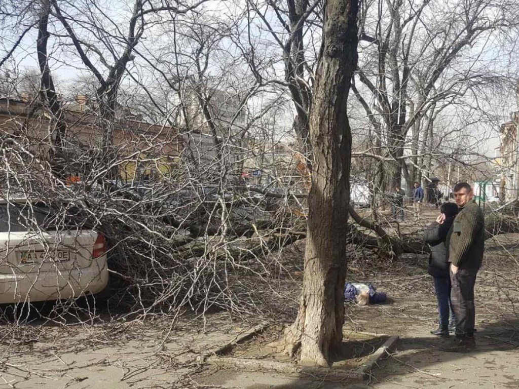 Буря под Николаевом: ураган развесил тонны мусора на деревьях и кустах (ВИДЕО)