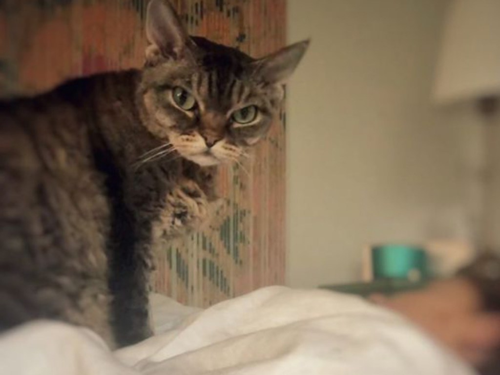 Замена Grumpy cat: Сеть покорила кошка со злой мордочкой (ФОТО)