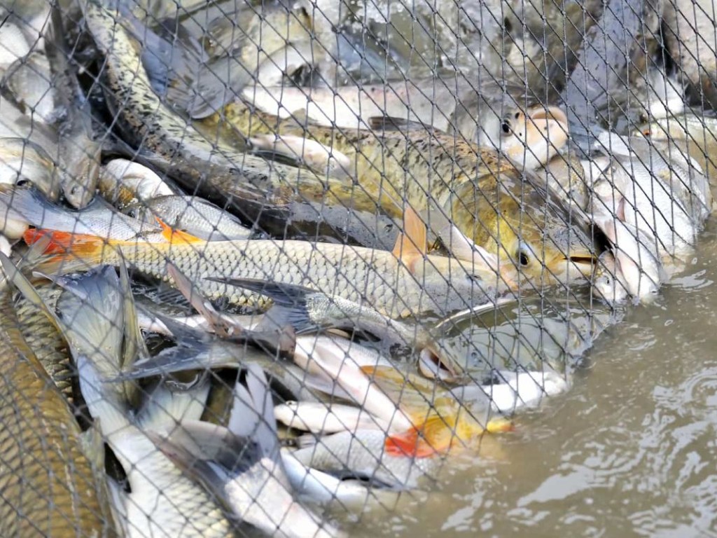 Коррупция чиновников уничтожает рыбную отрасль в Украине – эксперт