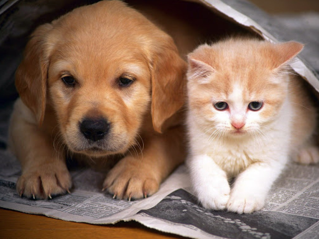 «Друг пришел на помощь»: Трогательные кадры спасения щенка котом (ВИДЕО)