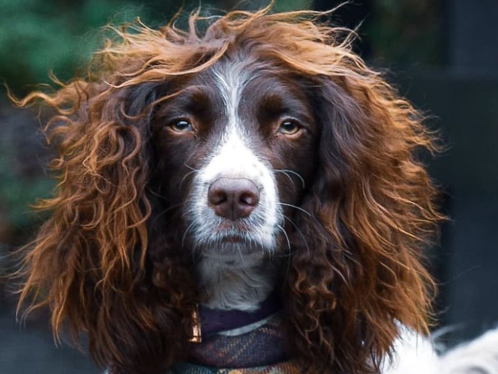 Волосы мечты: собака сразила Сеть стильной прической (ФОТО)