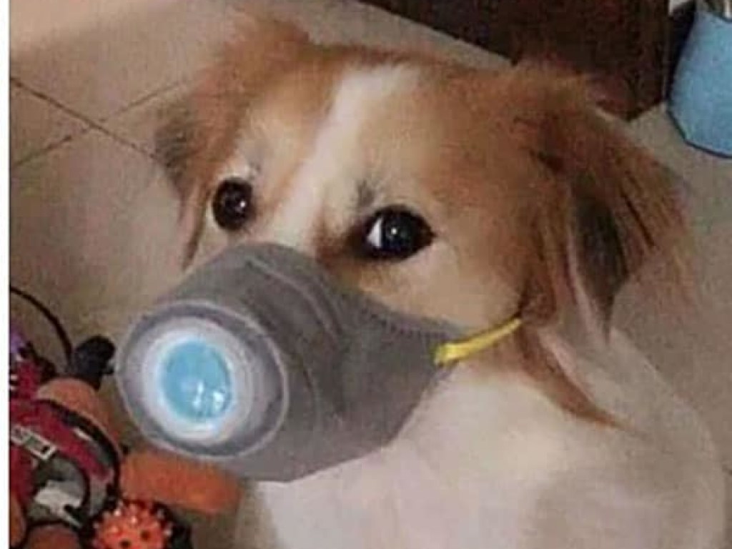 В Китае пес в маске ездит за продуктами вместо хозяев (ВИДЕО)