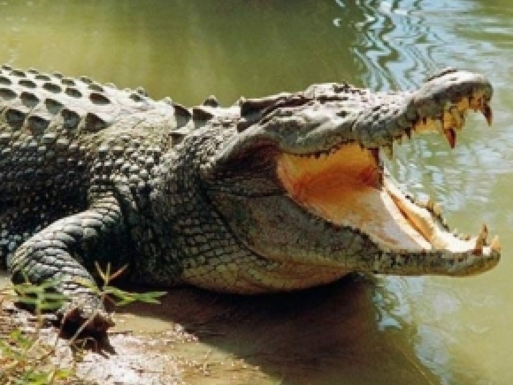 Четырехметровый крокодил съел корову на глазах у туристов в Австралии (ВИДЕО)