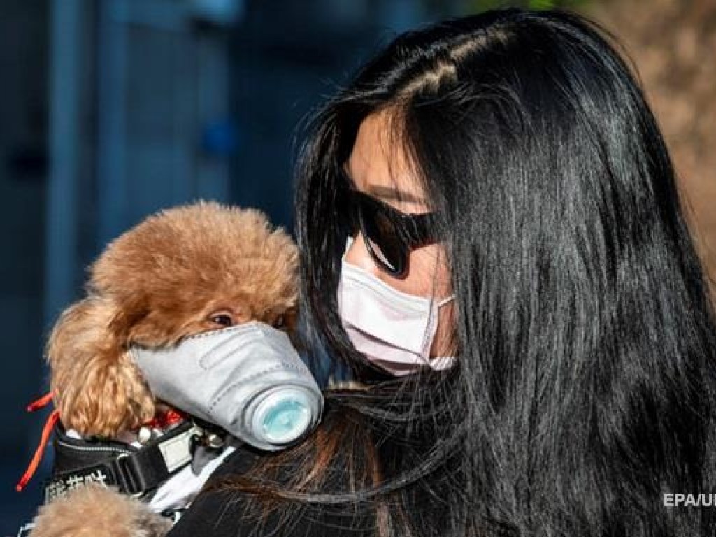 В Гонконге на карантин отправили собаку, хозяин которой переболел коронавирусом