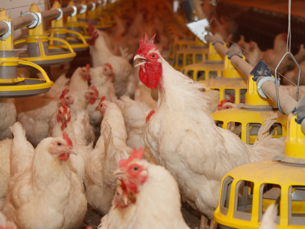 Под Киевом с птицефабрики украли 20 кур и почти 7 сотен яиц