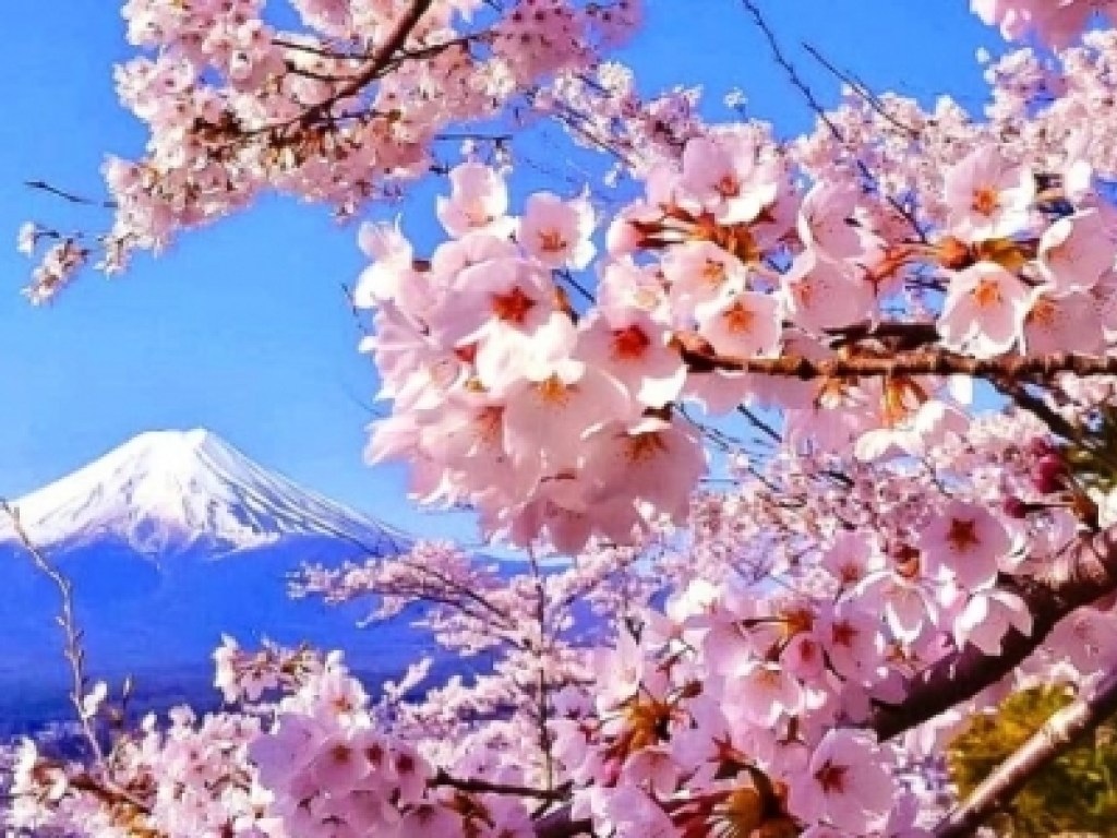 В Японии отменили фестиваль цветения и любования сакурой из-за коронавируса