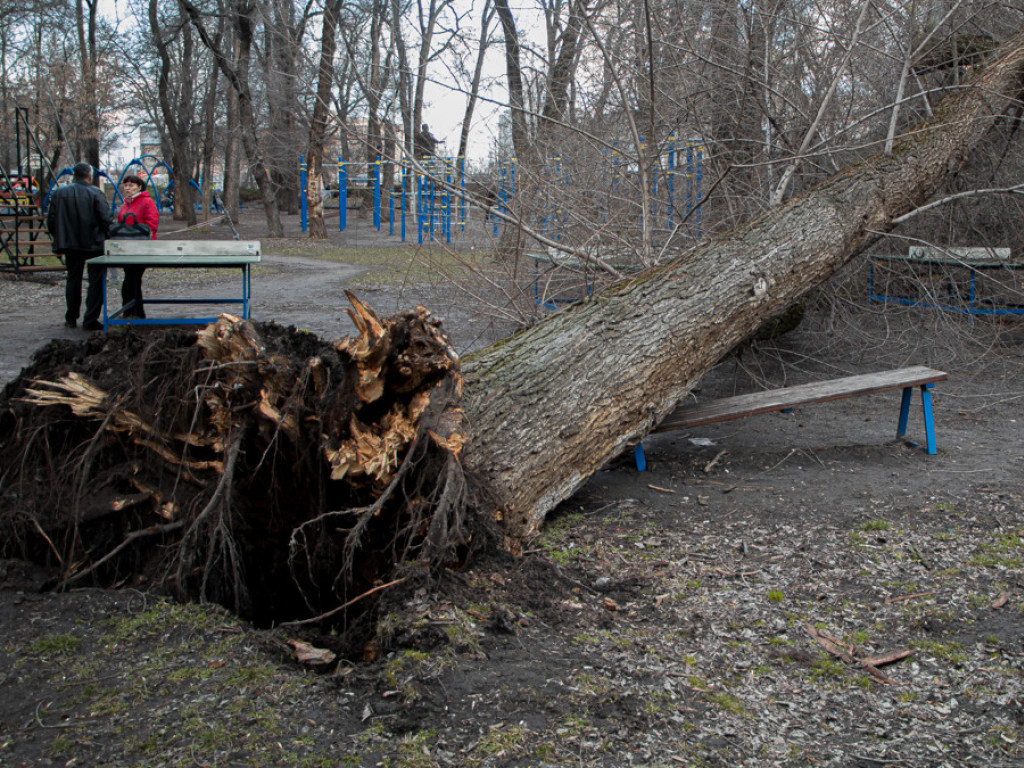 На спортивной площадке в парке Днепра рухнуло огромное дерево (ФОТО)