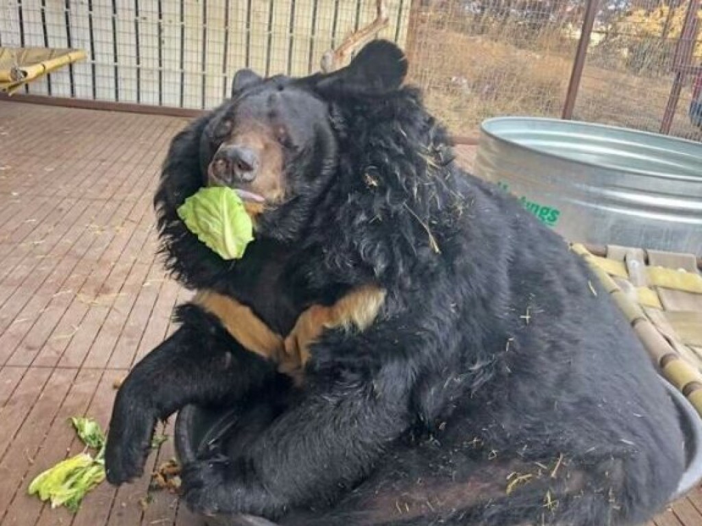 Набрал лишние 45 кило: ветеринары посадили гималайского медведя на диету (ВИДЕО)