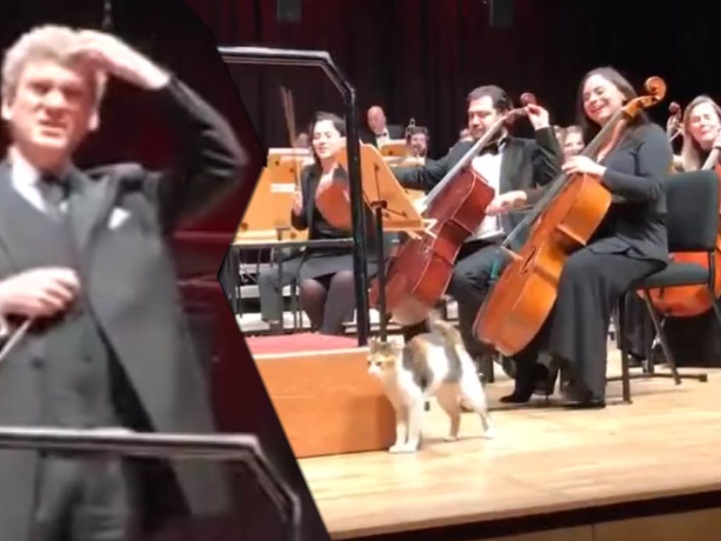 «Сорвала аплодисменты»: бездомная кошка затмила своим появлением симфонический оркестр (ФОТО, ВИДЕО)