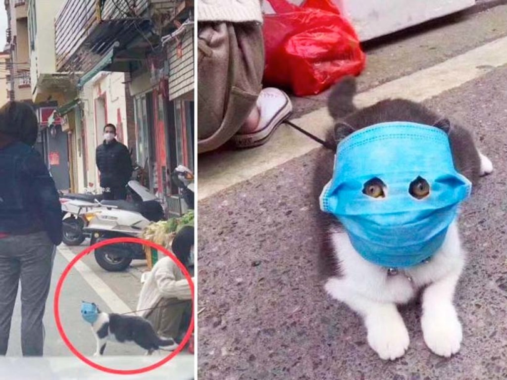 Китайский кот в медицинской маске стал символом борьбы с коронавирусом (ФОТО, ВИДЕО)