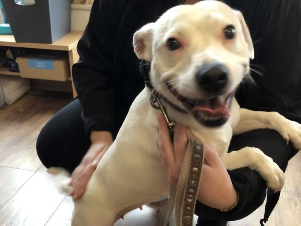 «Собака–улыбака»: потерявшийся стаффордширский терьер очаровал милой улыбкой (ФОТО)