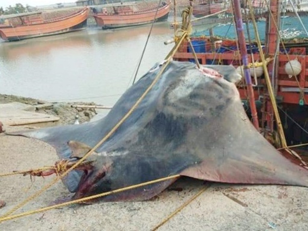 В Индии поймали рыбу весом 900 килограммов (ФОТО, ВИДЕО)