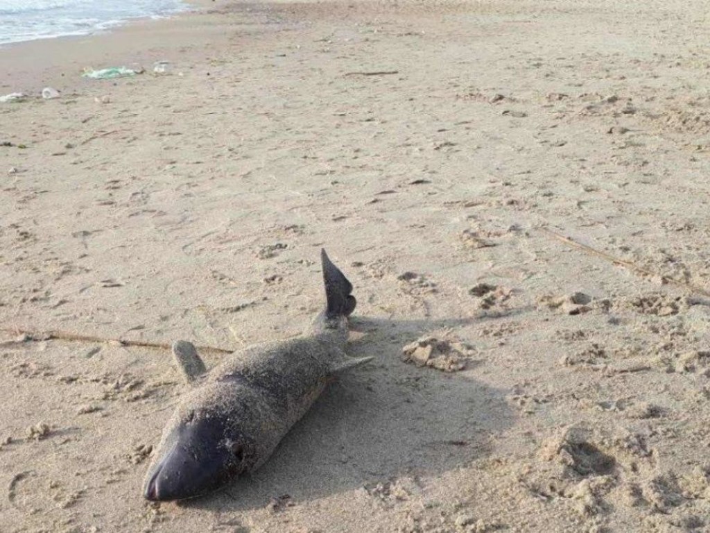 В Одессе на пляже нашли дельфина, но кто-то украл животное (ФОТО)
