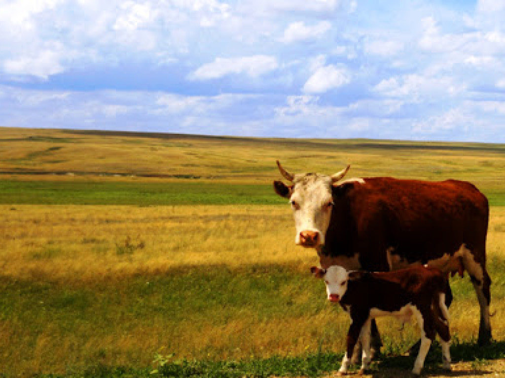 Аграрий о минусах внедрения рынка земли: За год украинская молочная отрасль потеряла 96 тысяч коров