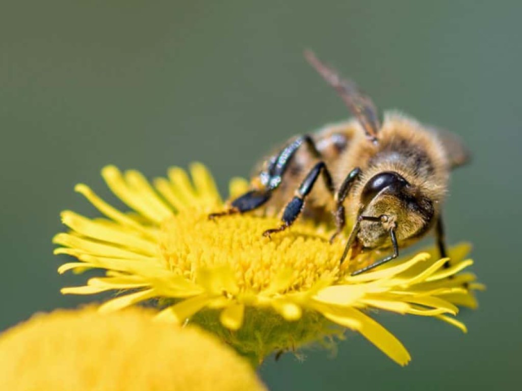 Пчелы из разных стран общаются на «танцевальном» языке