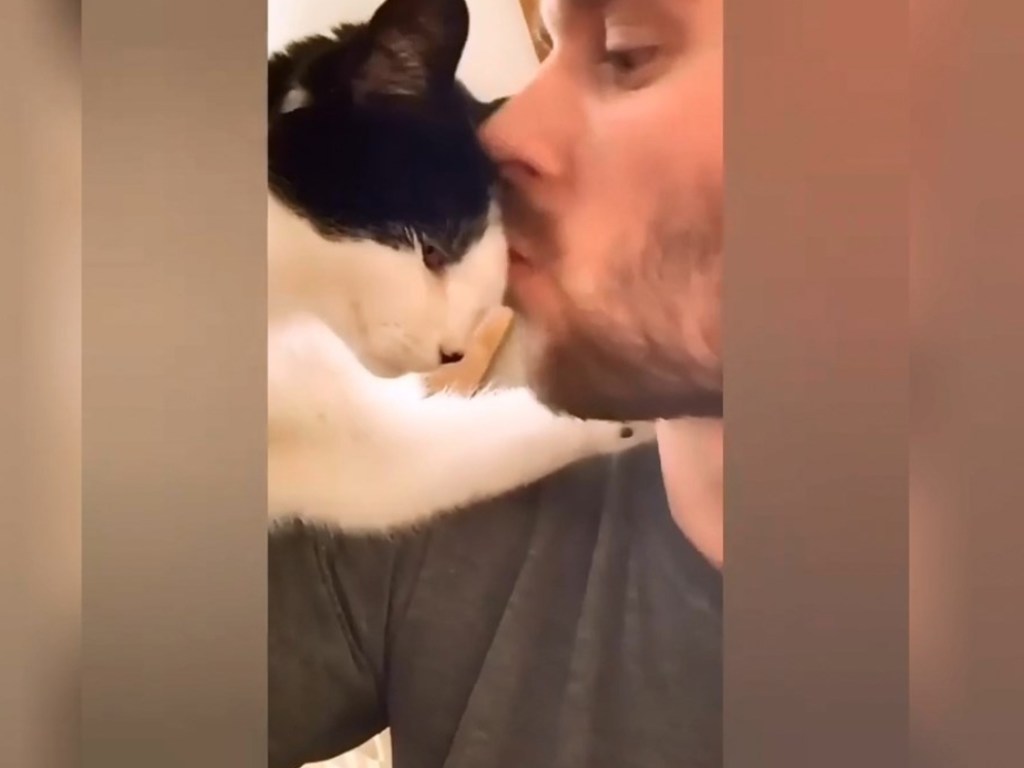 Кошка нежно поцеловалась с парнем  и умилила Сеть (ФОТО, ВИДЕО)