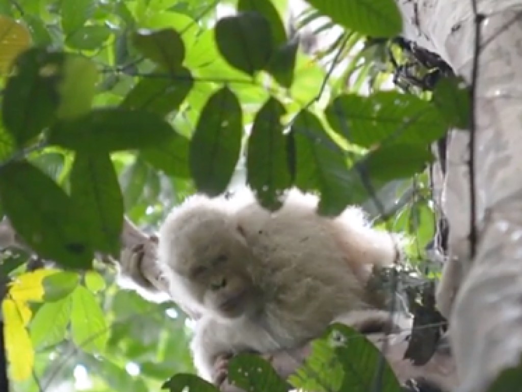 В Индонезии обнаружили единственного в мире орангутанга-альбиноса (ФОТО)