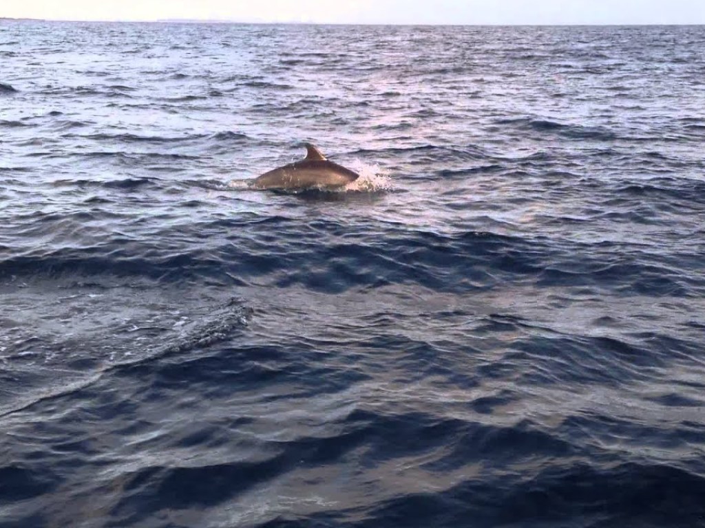 90% дельфинов в Индийском океане было уничтожено в результате промышленного рыболовства – ученые