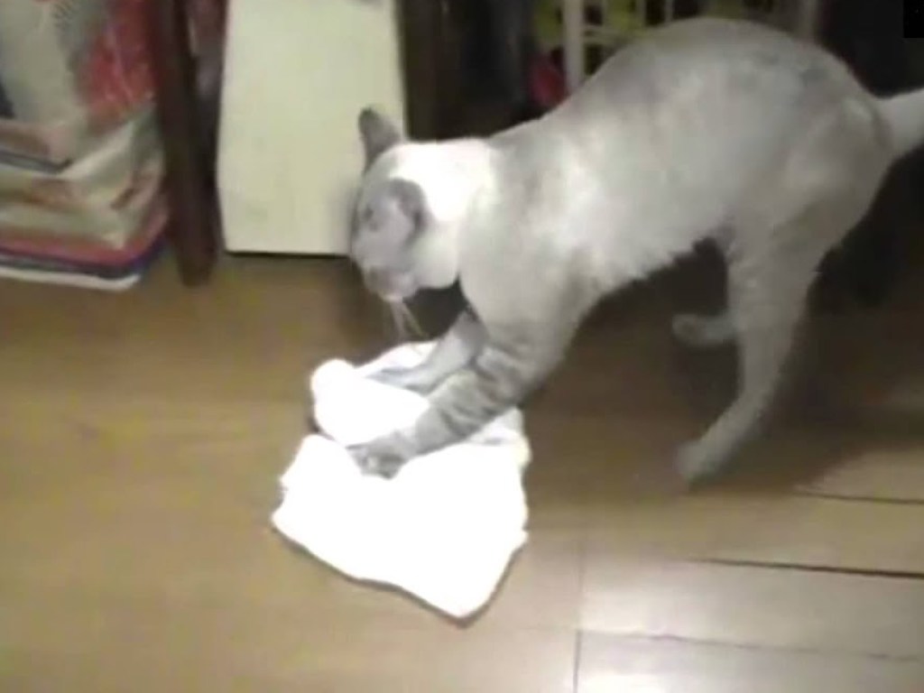 Недовольный кот вымыл полы с тряпкой и отругал хозяина (ФОТО)