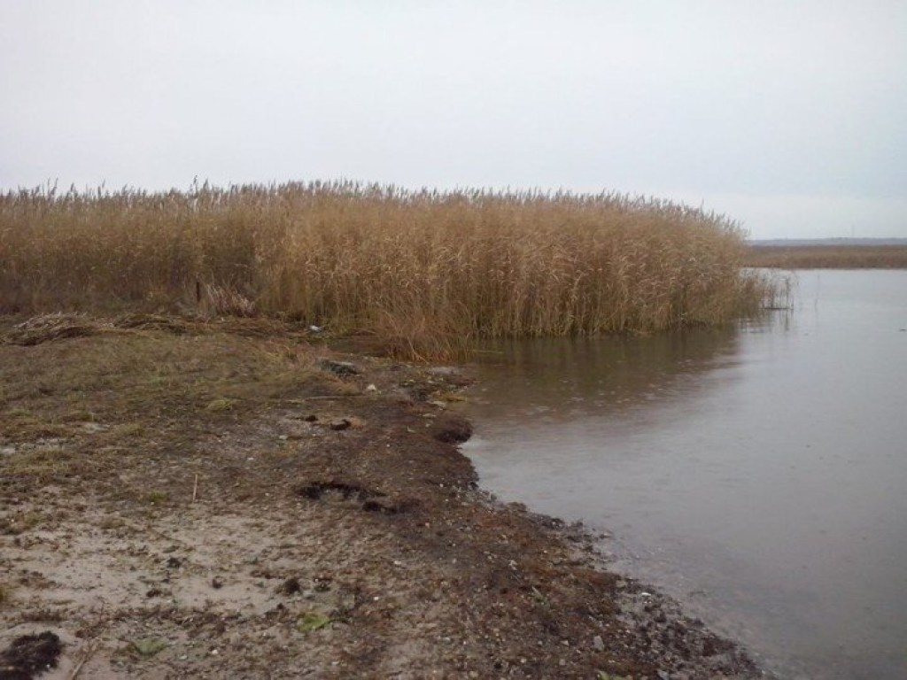 В селе в Николаевской области нашли останки без вести пропавшего мужчины