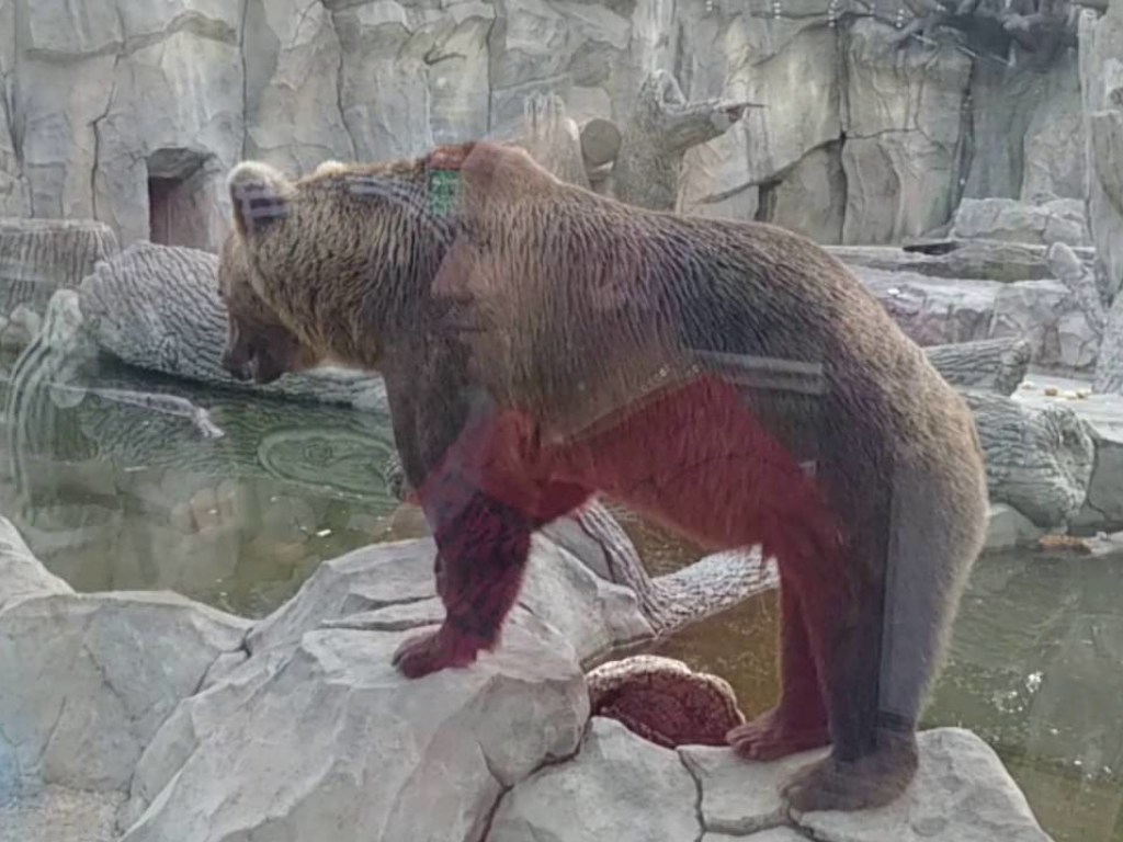 В Киевском зоопарке проснулись медведи: первые фото