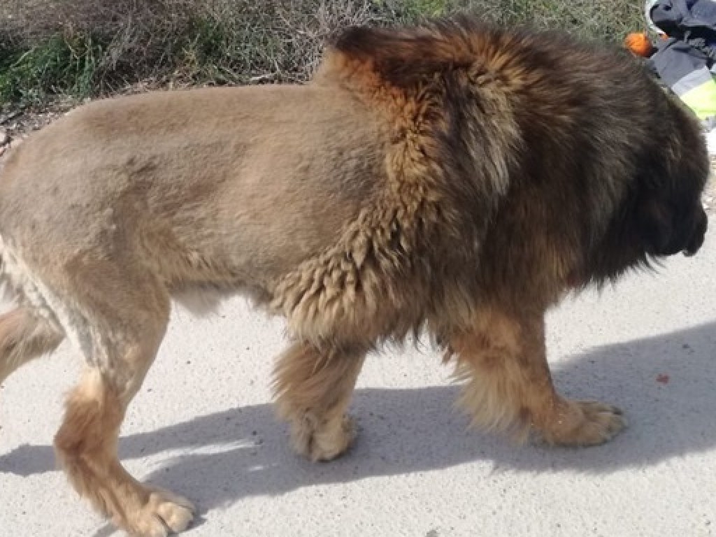 «Хотел пошутить»: Собака превратилась в льва и напугала прохожих (ФОТО)