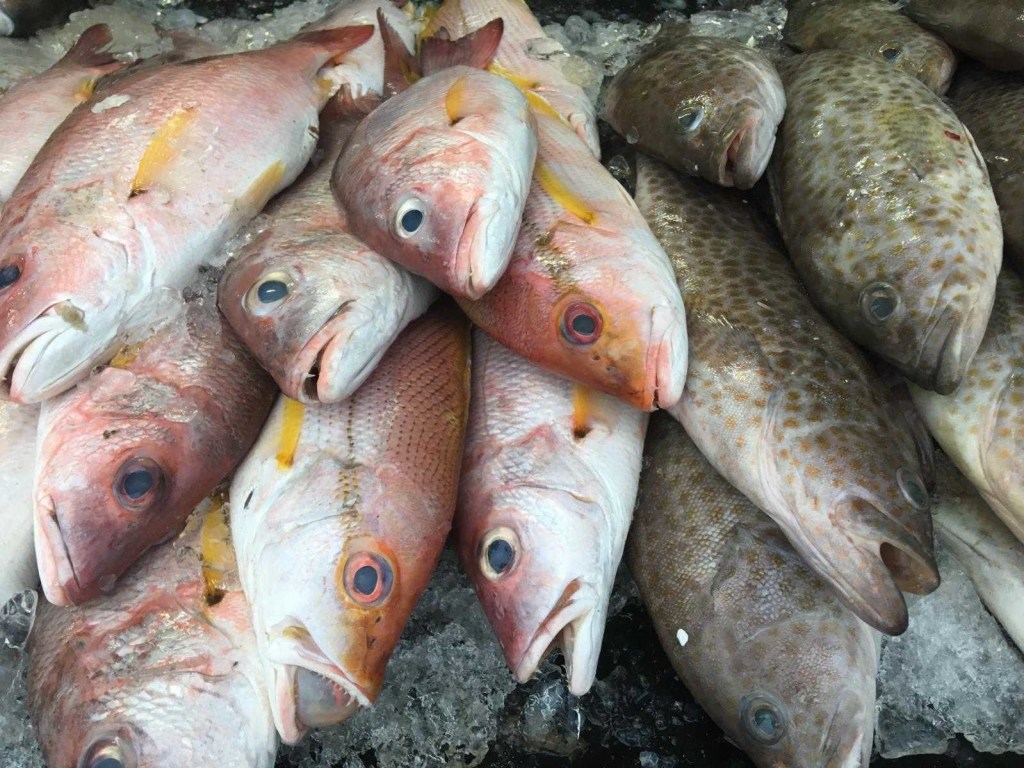 В Украине незаконный вылов рыбы составляет более 100 тысяч тонн в год – эксперт