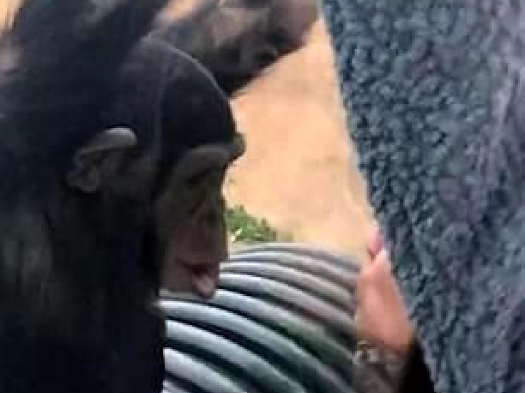 В зоопарке шимпанзе поцеловал женщину в губы (ФОТО)