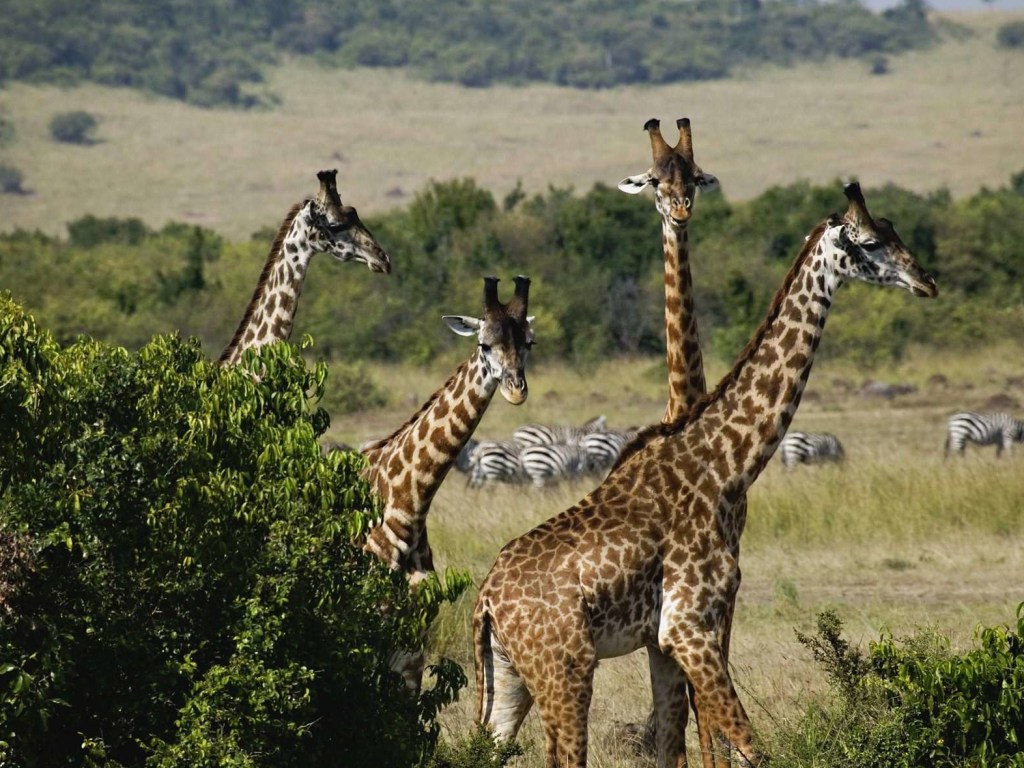В Кении браконьеры убили редчайших белых жирафов (ФОТО)