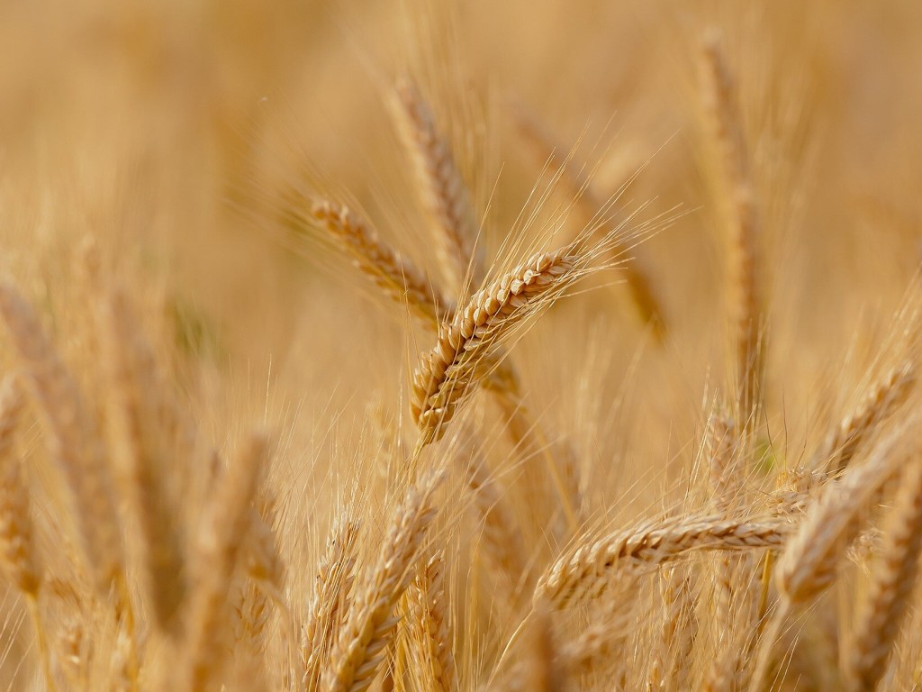 Украина экспортировала более 42 миллионов тонн зерна