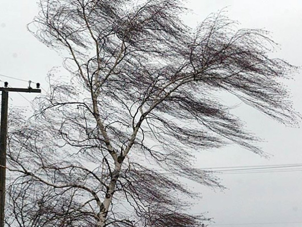 Ухудшение погоды: в Киеве объявили желтый уровень опасности из-за ветра