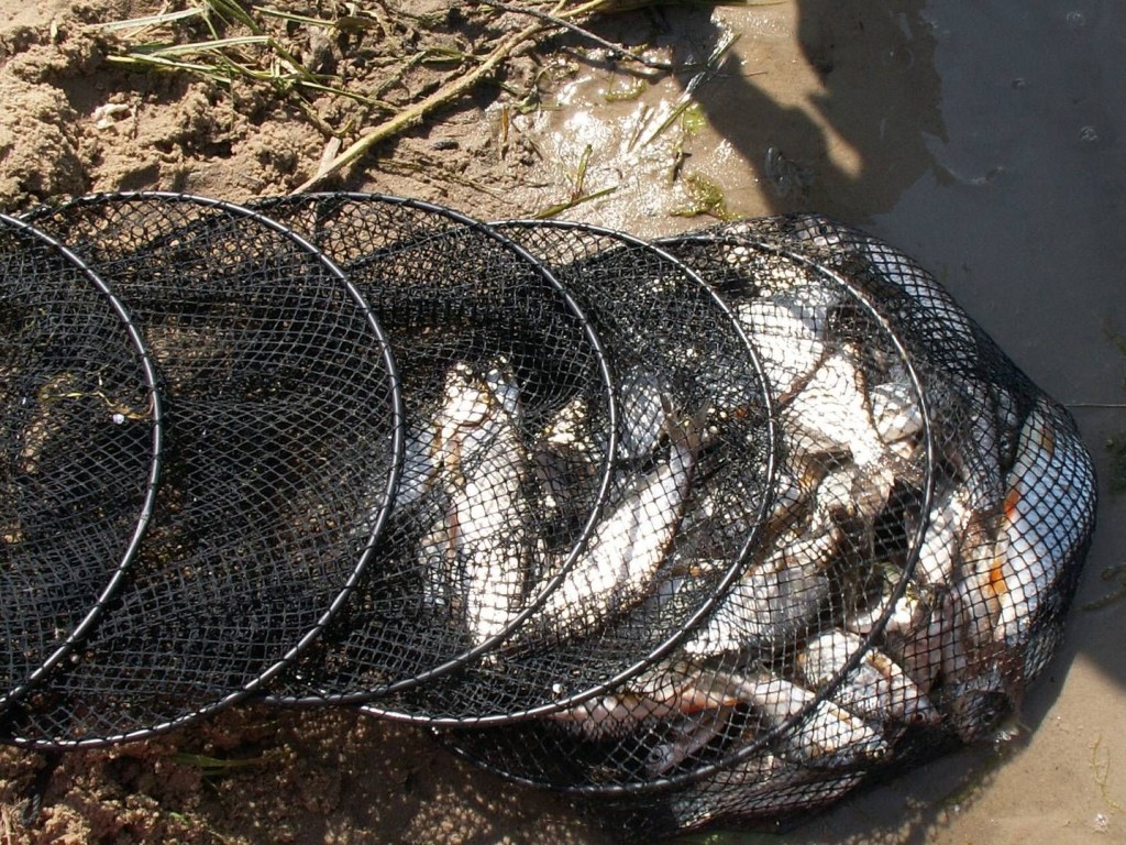 В Киеве и Киевской области с 20 марта запретят рыбную ловлю