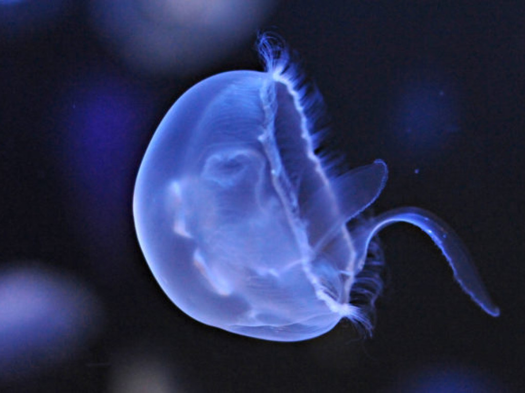 Мексиканские ученые будут использовать медуз для пересадки кожи