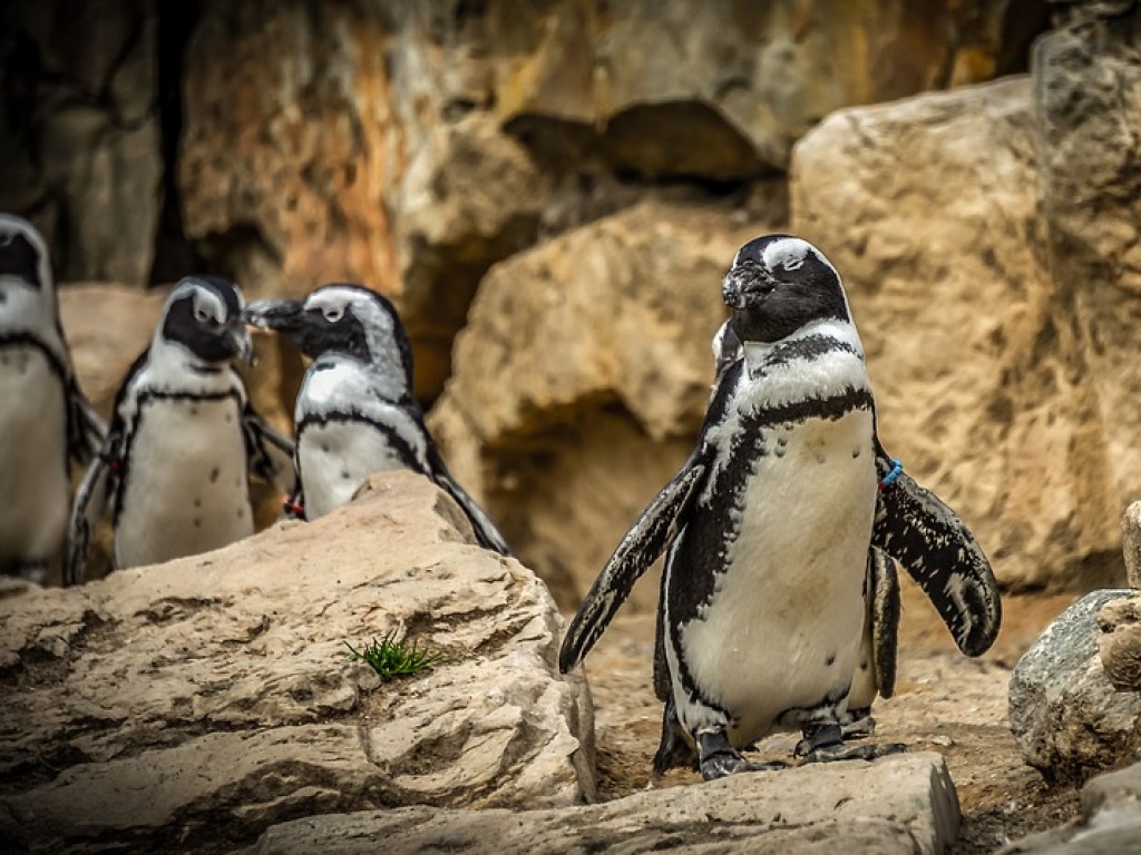Ученые выяснили, что пингвины общаются между собой, как люди