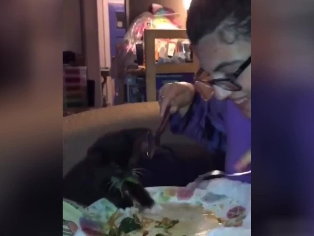 Котенок залез в тарелку к хозяйке, съел её диетический ужин и рассмешил Сеть (ВИДЕО)