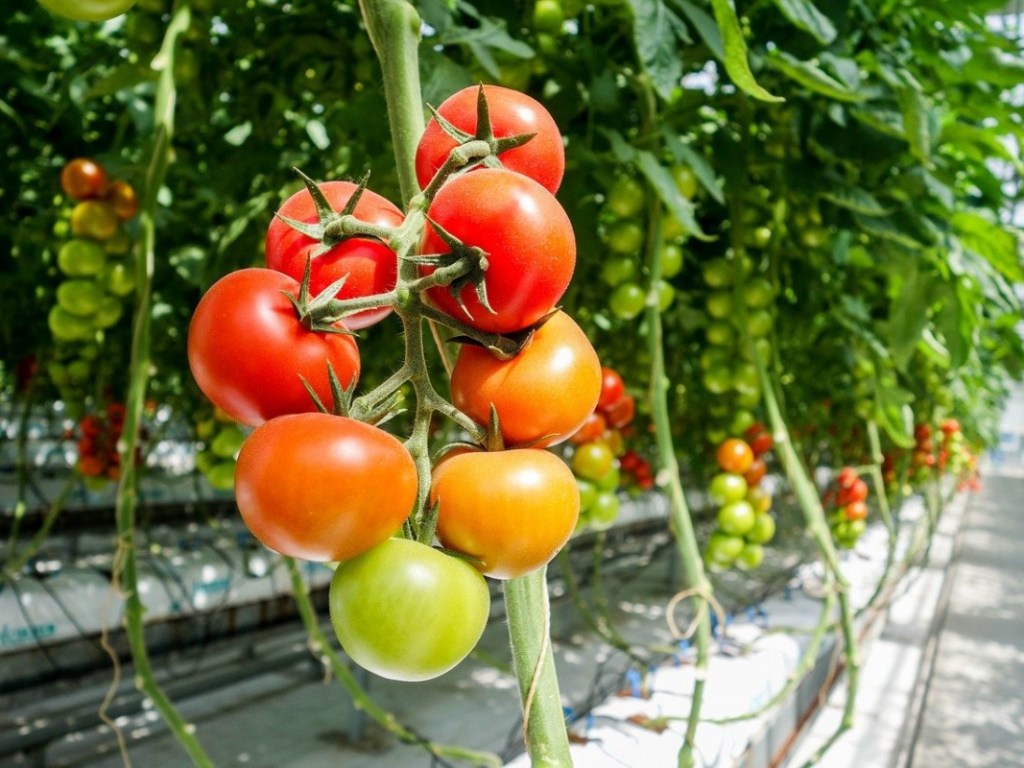 Агроном: в середине марта дачникам пора высаживать томаты и перец