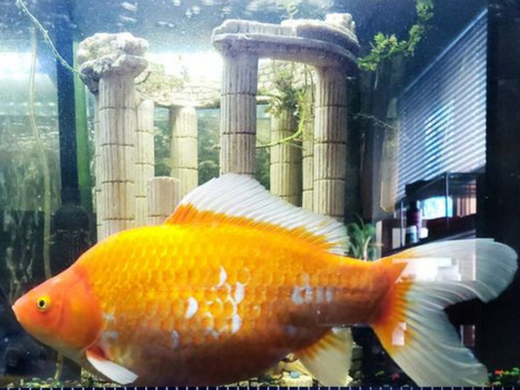 Золотая рыбка превратилась в кровожадного монстра и стала поедать соседей по аквариуму (ФОТО)