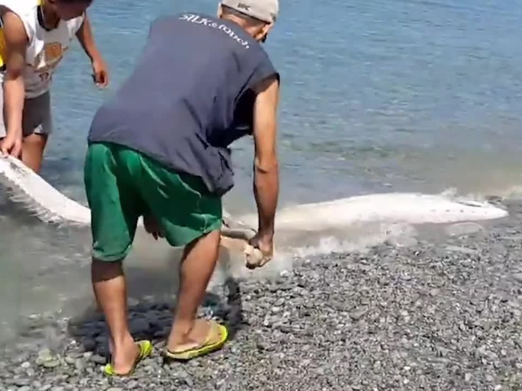 На берег Филлипин выбросило редчайшую рыбу (ФОТО, ВИДЕО)