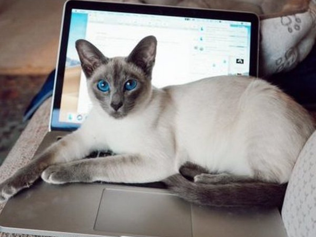 «Коты и коронавирус»: Сеть позабавили смешные снимки (ФОТО)