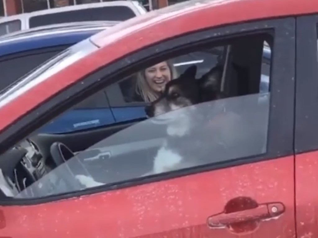 «Самый милый водитель»: Собака села за руль и устроила шоу на парковке (ФОТО, ВИДЕО)