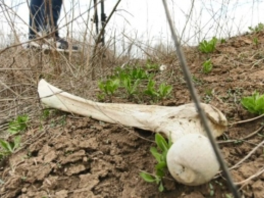 В Бердянске обнаружили старое еврейское кладбище с грудами костей (ФОТО)