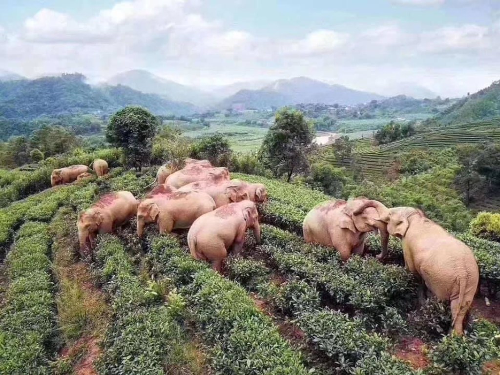 Стадо слонов втихаря распили 30 литров вина: пошли на подвиги в поселение (ФОТО)