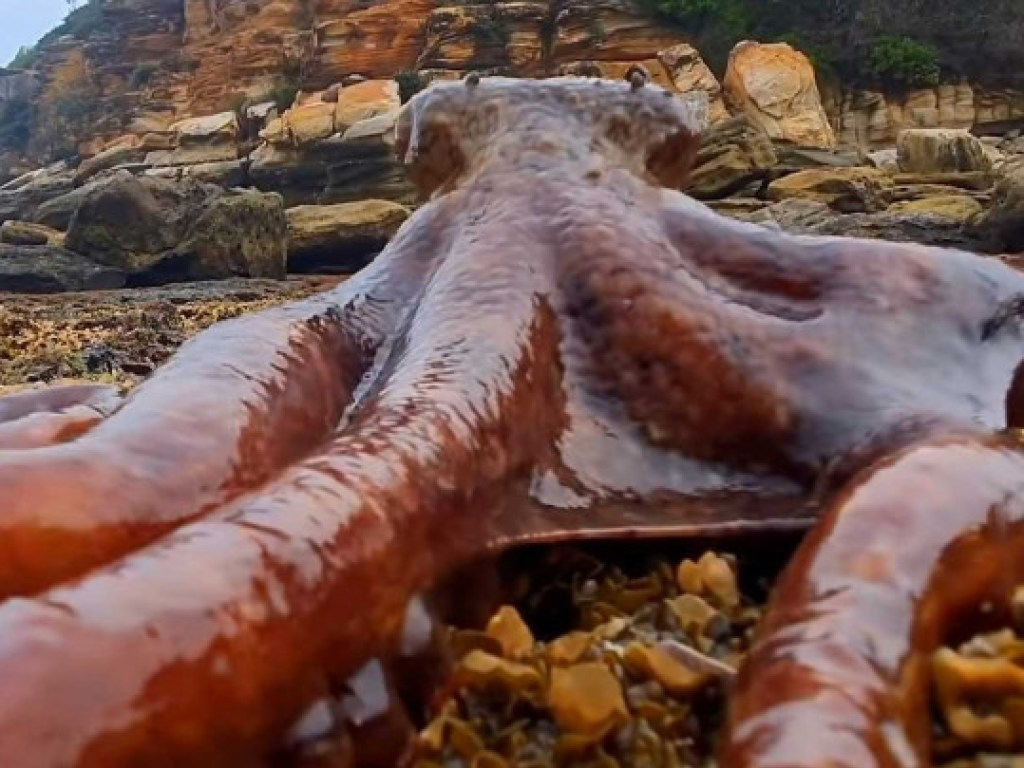 Огромного осьминога заметили на пляже: «гулял» по берегу (ФОТО, ВИДЕО)