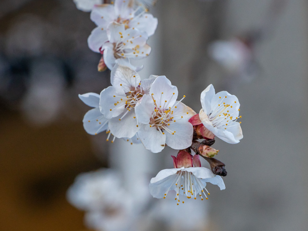 За несколько часов до снегопада: в Днепре начали цвести абрикосы (ФОТО)