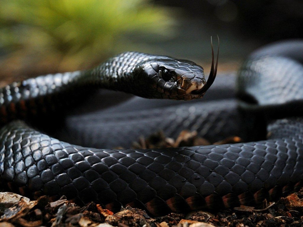 В Австралии ядовитая змея притворилась шнурком от ботинка (ВИДЕО)